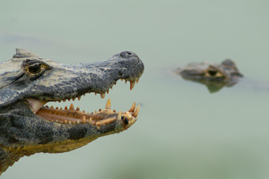 Green caimans